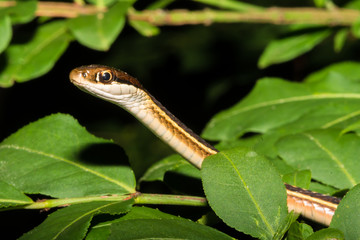A close up of an Eastern Ribbon Snake climbing in a tree.