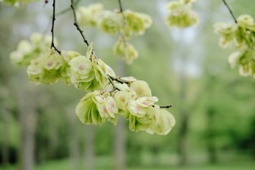 Tree Blossom