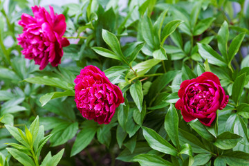 Three red peony flowers on a bush summer day