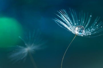 Dandelion in the rain. Macro of dandelion with drops of water or dew. Soft selective focus