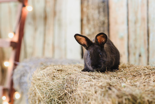 black little rabbit with long ears in the manger
