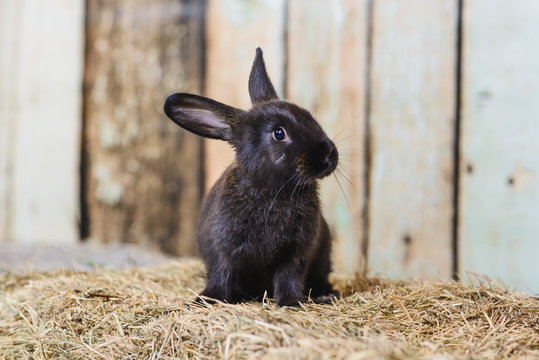 black little rabbit with long ears in the manger