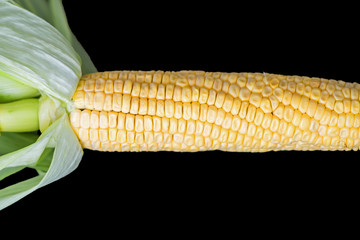 Close-up Ripe corn cob on a horizontal isolated black background