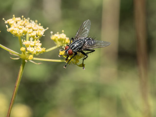 Close up shot of yellow  flower and fly. Macro shot