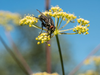 Close up shot of yellow  flower and fly. Macro shot