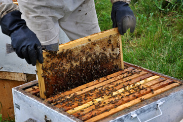 Beekeeper from the hive takes out a frame with bees