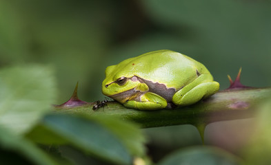 Laubfrosch in Ruhestellung mit Ameise auf dem Ast eines Brombeerstrauch