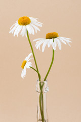 Three chamomile flowers in a glass transparent vase close-up on a light beige pastel background..