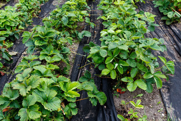 Strawberries growing on a plant garden field