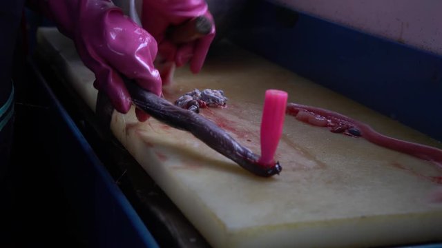 4K Live eels being prepared for lunch, knife cut behind the head. Watching the process them being killed and then cleaned and prepared for eating. inshore hagfish are considered delicious -Dan