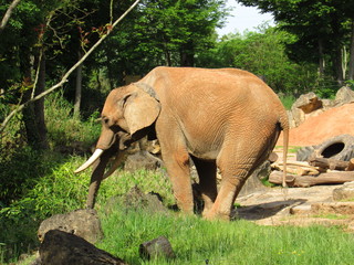Éléphant