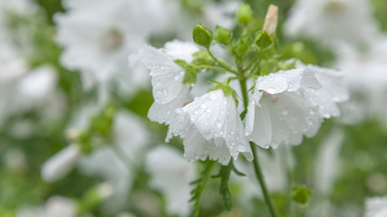 White flower with rain drops