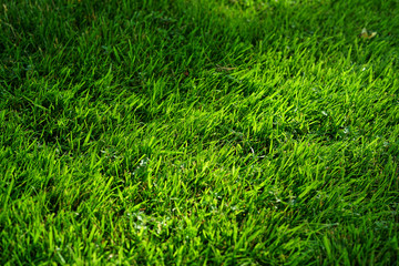 Green grass