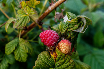 Red raspberries grow in a green bush