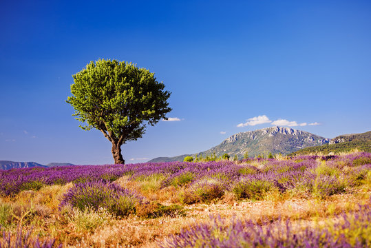 Fototapeta Alone in the mountains