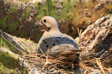 Mourning Dove