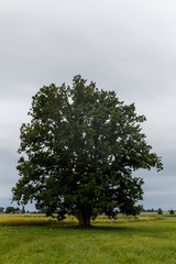 Huge tree - an oak grows in the green meadows of Latvia's countryside