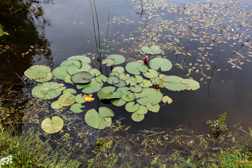 waterlily grows in a wildly overgrown pond