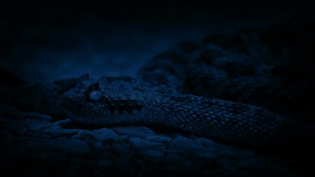 Rattlesnake At Night Closeup