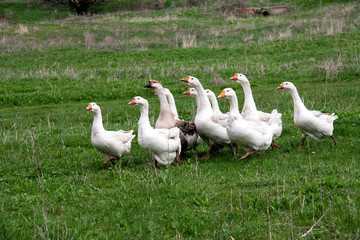 Flock of geese grazing on grass in spring field