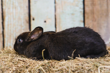 black little rabbit with long ears in the manger
