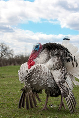 turkey male or gobbler closeup on green grass with blue sky