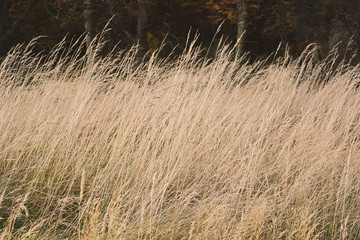 Wheat field.