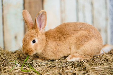 red little rabbit with long ears in the manger - 166140161