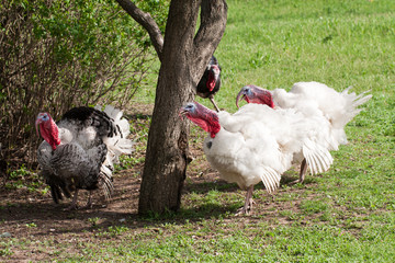 turkey male or gobbler grazing on a green grass background