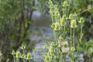 Water thistles