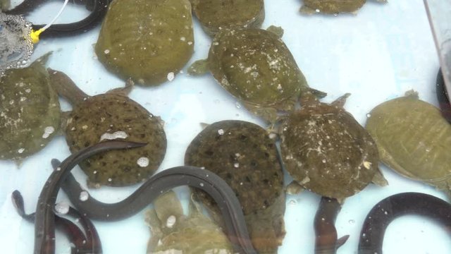 4K, Vendors Sell The Chinese softshell turtle, used in Korean cuisine and medicine. Shop selling the turtles pelodiscus sinensis in the street of Jagalchi Market Busan, South Korea. -Dan