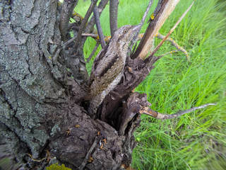 Eurasian Wryneck (Jynx torquilla)