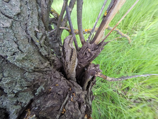 Eurasian Wryneck (Jynx torquilla)