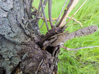Eurasian Wryneck (Jynx torquilla)
