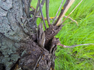 Eurasian Wryneck (Jynx torquilla)