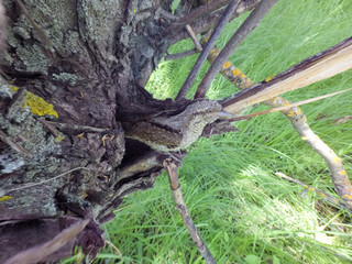 Eurasian Wryneck (Jynx torquilla)