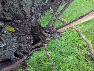 Eurasian Wryneck (Jynx torquilla)