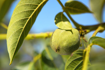 Green fruit of a walnut