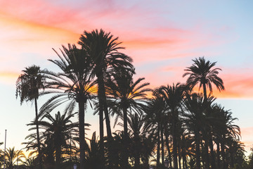 Fototapeta na wymiar Palm trees silhouette at sunset in Majorca