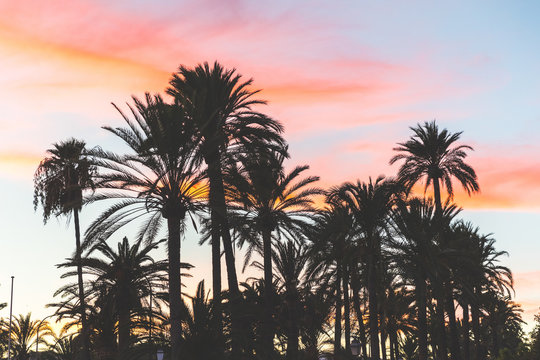 Palm trees silhouette at sunset in Majorca
