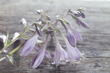 Delicate lilac flower on a gray board