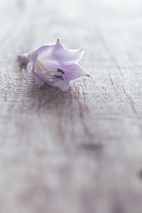 Delicate lilac flower on a gray board