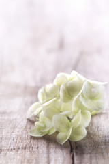Hydrangea flower on a board