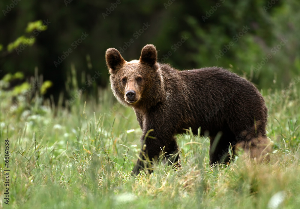 Wall mural wild young brown bear (ursus arctos)