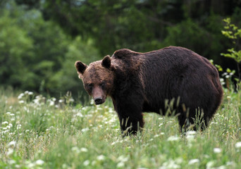 Wild brown bear (Ursus arctos)