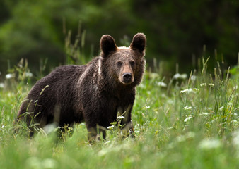 Fototapeta premium Wild young brown bear (Ursus arctos)