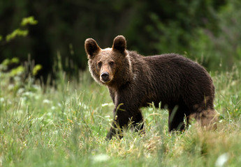 Naklejka premium Wild young brown bear (Ursus arctos)