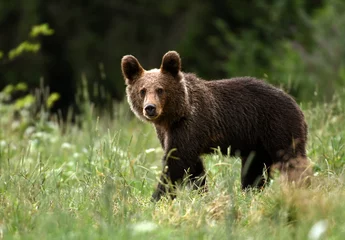 Fototapeten Wild young brown bear (Ursus arctos) © Piotr Krzeslak
