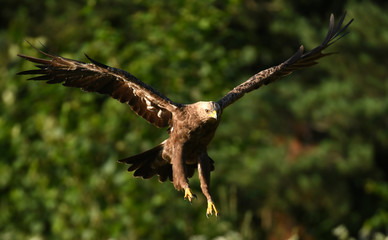 Lesser spotted eagle (Clanga pomarina)