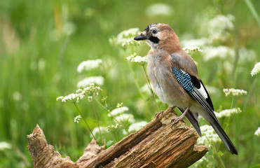 Jay bird (Garrulus glandarius)